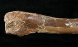 Indeterminate Theropod Limb Bone - Judith River #14828-2